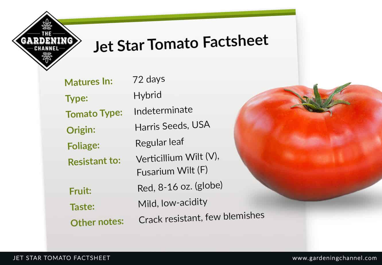 ‌‌What‌ ‌You‌ ‌Might‌ ‌Not‌ ‌Know‌ ‌About‌ ‌the‌ ‌Jet‌ ‌Star‌ ‌Tomato‌