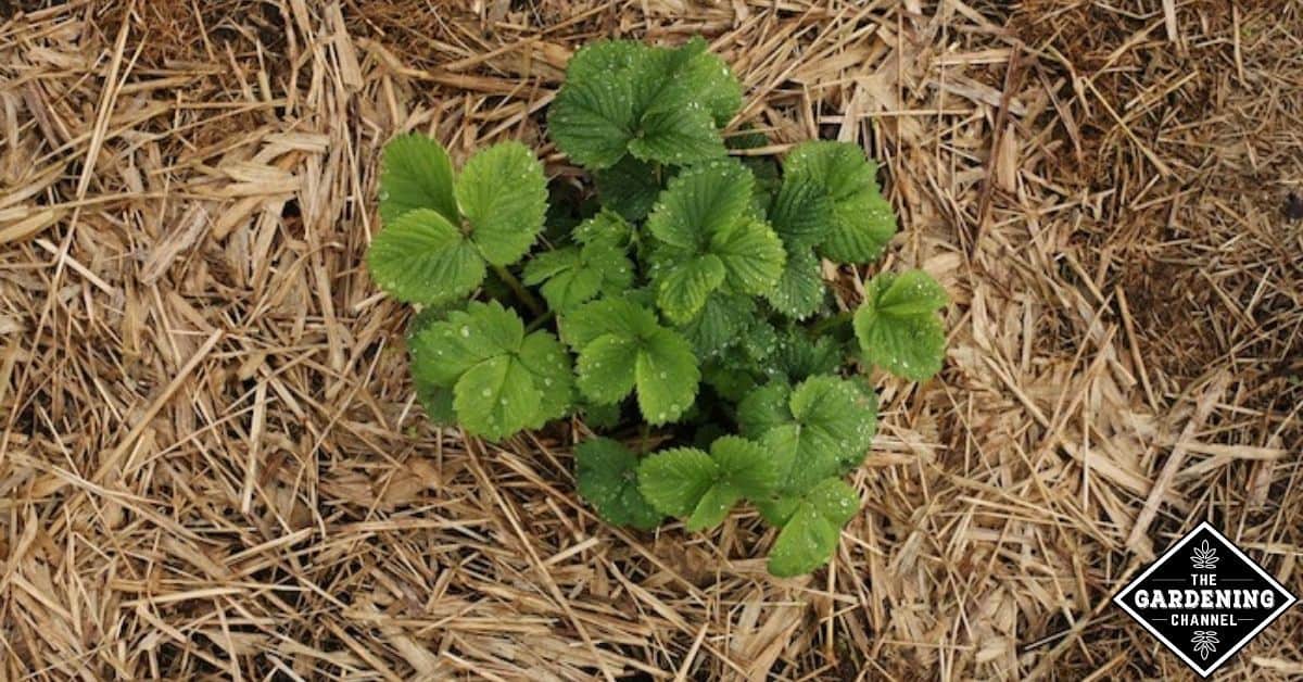 7 Organic Mulch Options, and Why You Should Use Them Gardening Channel