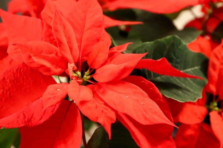 How do you take care of a potted poinsettia indoors? Gardening Channel