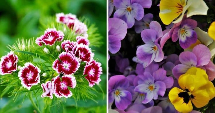 14-cold-tolerant-annual-flowers-gardening-channel