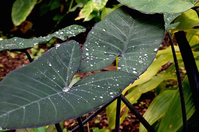 17 Types of Elephant Ears to Grow in Your Garden