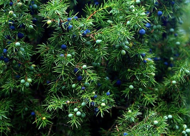 how-to-grow-juniper-juniperus-gardening-channel