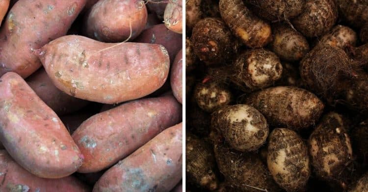 yams vs sweet potatoes