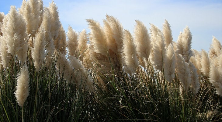 How to Grow Pampas Grass