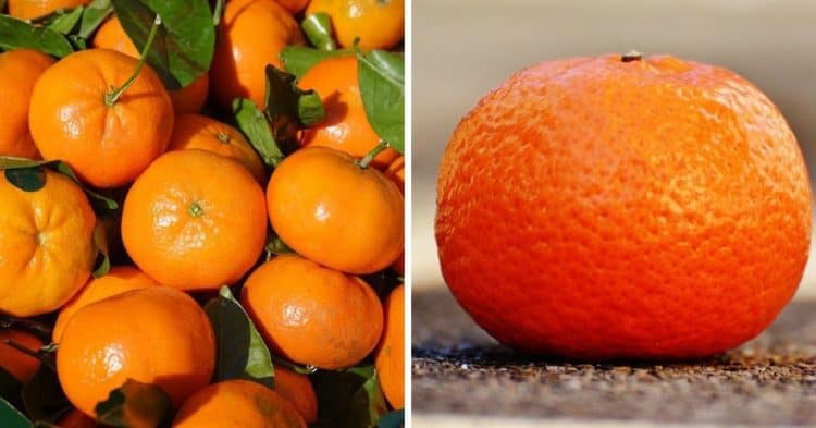 Tangerine vs. Clementine: What's the Difference?