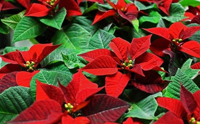Poinsettia Pro Tips: Texas A&M Experts Reveal How to Keep Them Thriving