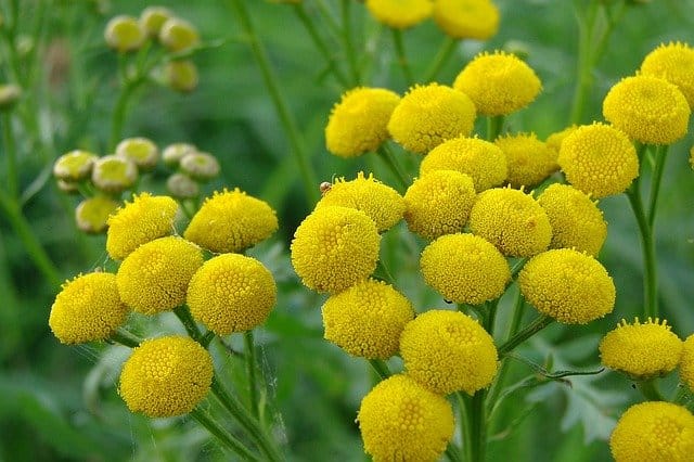 Tansy flower deals