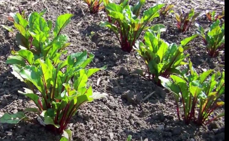 Can you leave beets in the ground over winter? - Gardening Channel