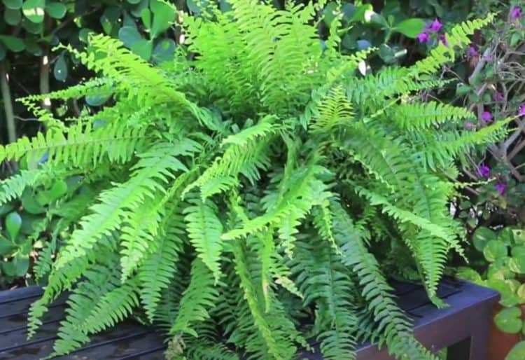 How to Grow Boston Fern Plants Outside Gardening Channel