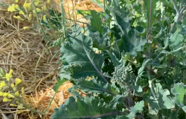 Can you eat broccoli when it starts to flower?