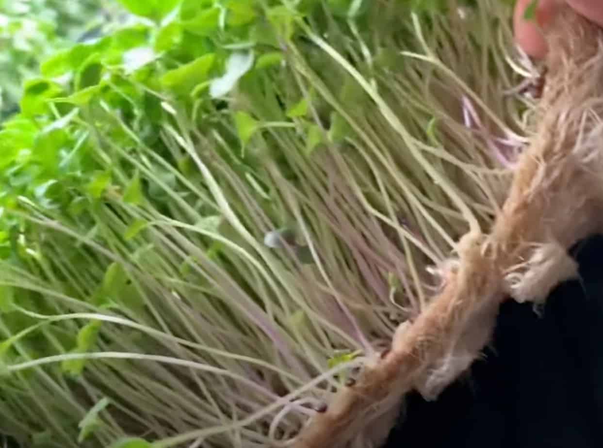 How To Grow Microgreens Without Soil Gardening Channel