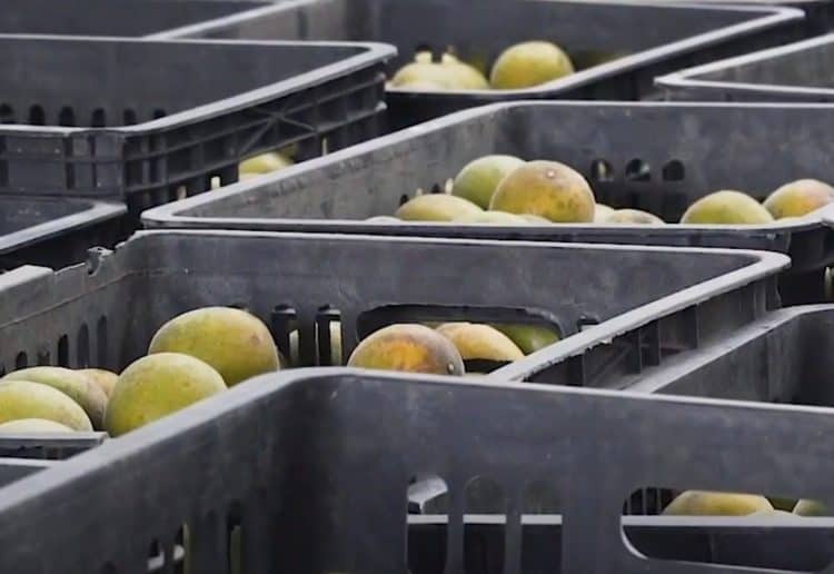 Monk Fruit Powder, Explained Gardening Channel