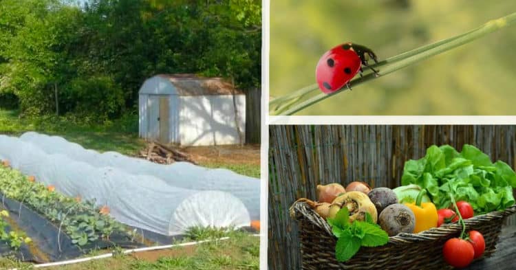 What Are The Benefits Of Using Organic Pest Control Methods In The
Garden?