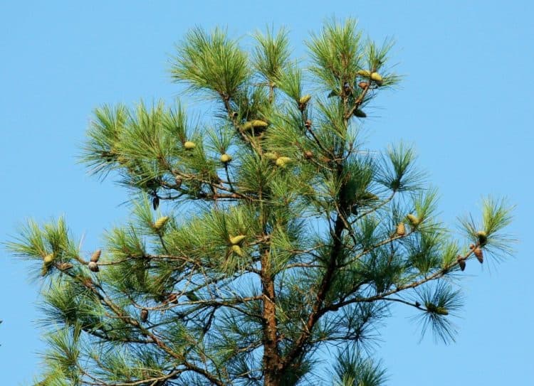 how-fast-do-pine-trees-grow-gardening-channel