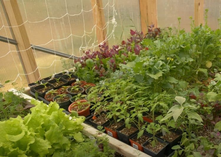 16 Best Herbs to Grow in Your Home Greenhouse Gardening Channel