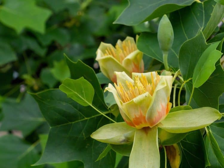 23 Flowering Trees to Grow in Colder Climates Gardening Channel