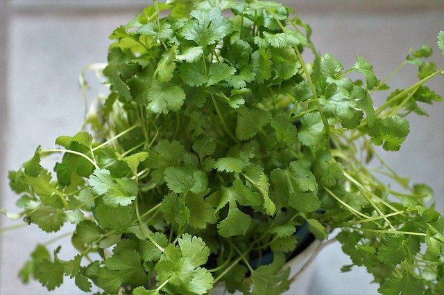 plant box tedi 18