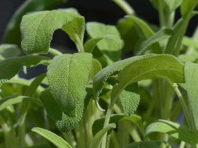 dark purple plants Salvia nemorosa 'Dark Matter' main image 1