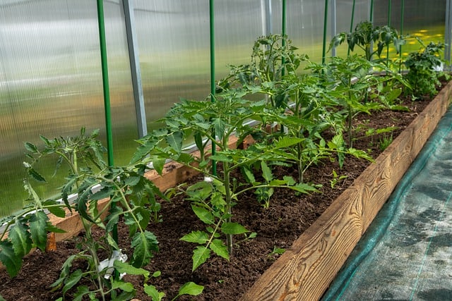 How To Grow Greenhouse Tomatoes Gardening Channel