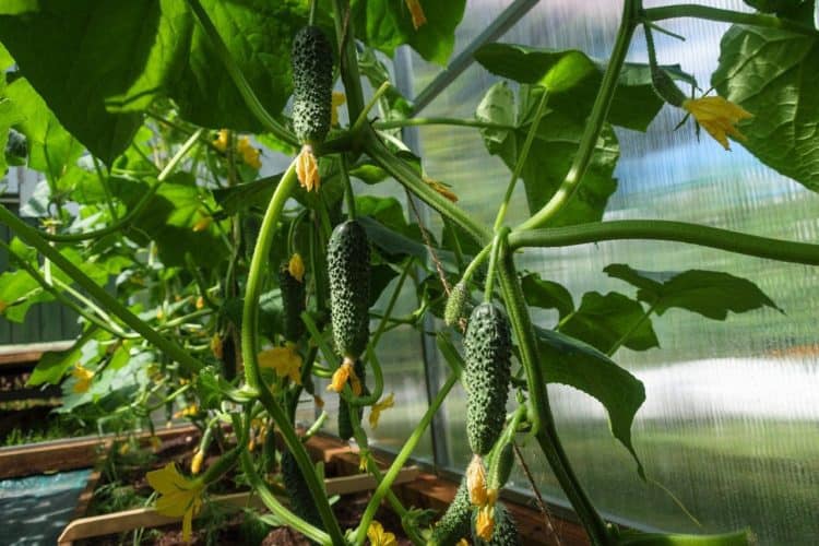 8 Common Cucumber Growing Mistakes to Avoid - Gardening Channel