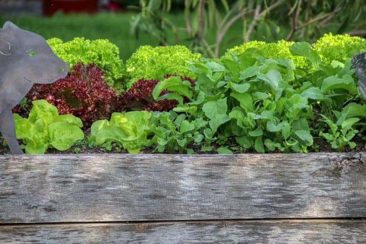 9 Ways to Fill Raised Bed Gardens Cheaply - Gardening Channel