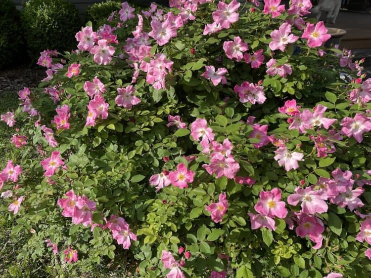 21 Top Fast Growing Shrubs for Landscaping - Gardening Channel