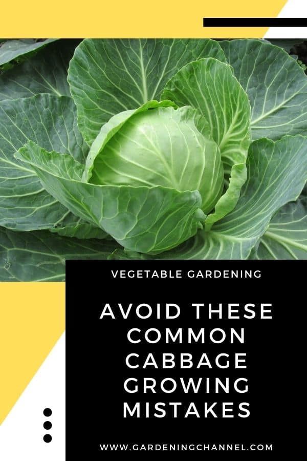 9 Mistakes Gardeners Make When Growing Cabbage Gardening Channel 9 Mistakes Gardeners Make When Growing Cabbage Gardening Channel
