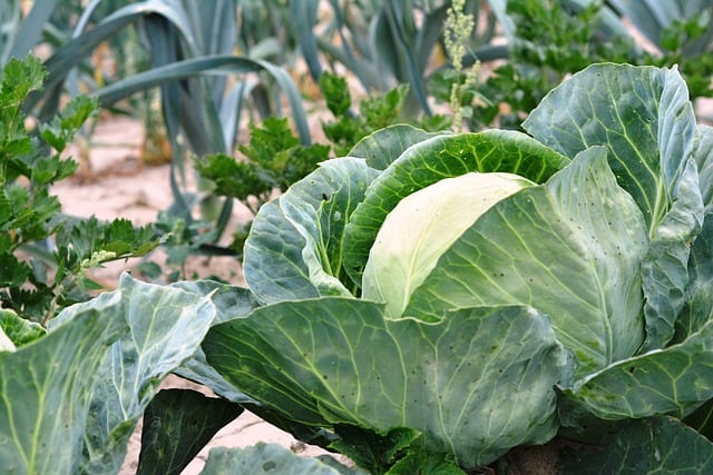 9 Mistakes Gardeners Make When Growing Cabbage Gardening Channel 9 Mistakes Gardeners Make When Growing Cabbage Gardening Channel