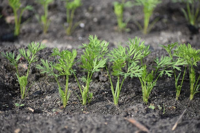 Why Are My Carrot Seeds Not Germinating? - Gardening Channel