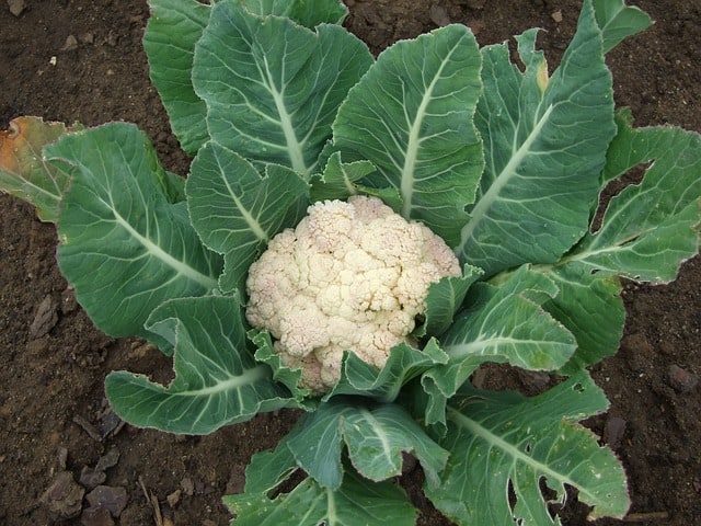 Do you need to cover cauliflower? - Gardening Channel