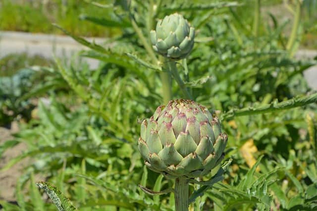 20+ When To Plant Artichokes