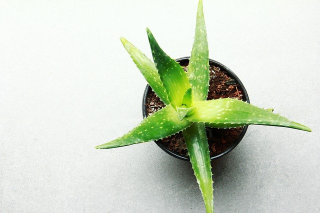 Do aloe plants direct sunlight? - Gardening