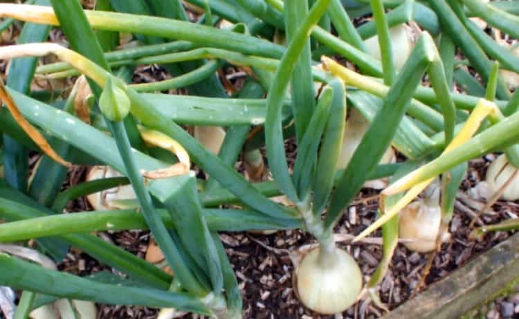 Can You Eat The Green Tops Of Onions Gardening Channel can-you-eat-the-green-tops-of-onions-gardening-channel