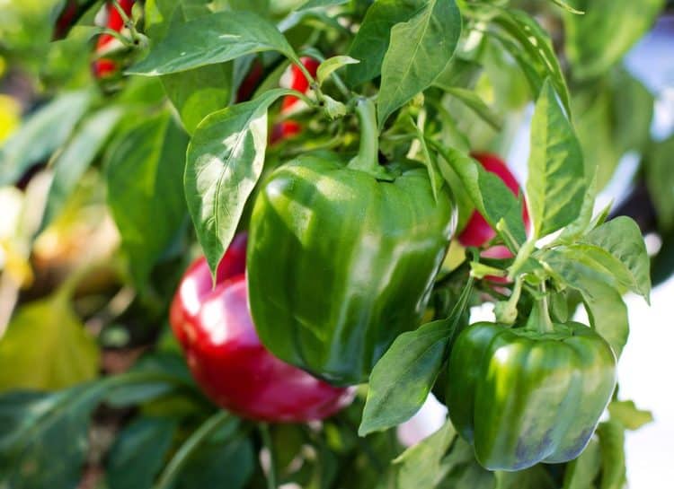 How much sun do bell peppers need? Gardening Channel