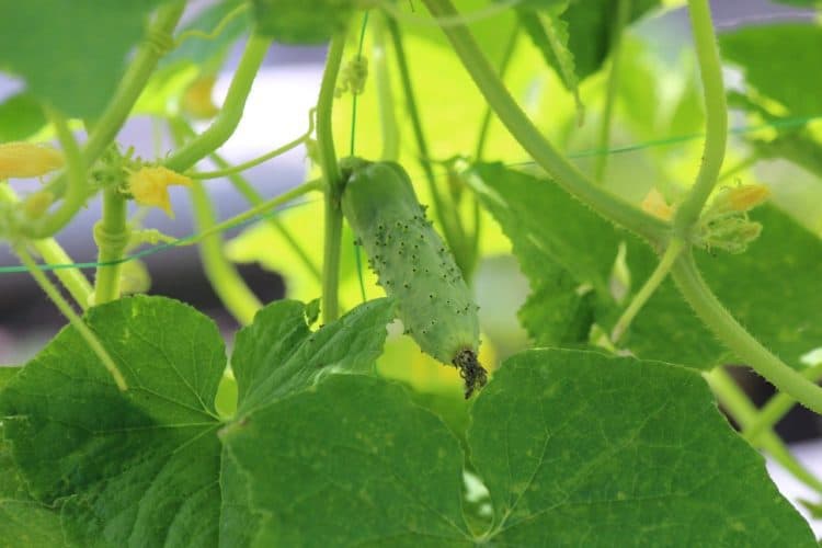 Do cucumbers need to climb? Gardening Channel