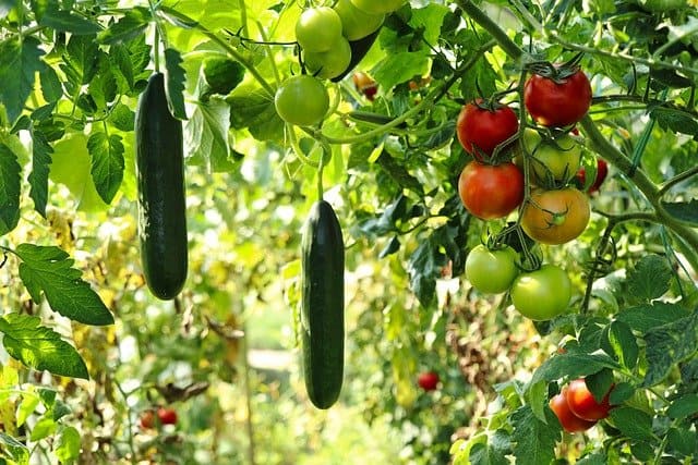 Image of Cucumbers and tomatoes companion vegetables