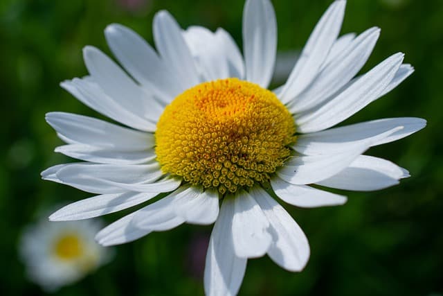 30 Late Blooming Flowers to Carry You into Fall - Gardening Channel