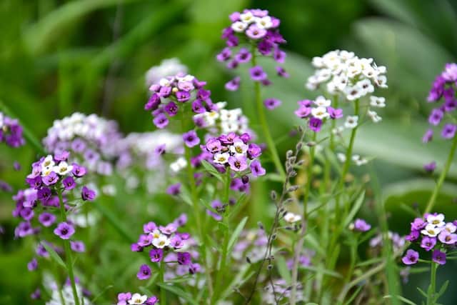 Deer shop resistant annuals