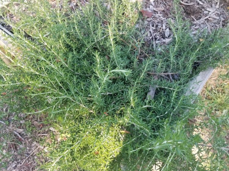 How do you dry and store fresh rosemary? Gardening Channel