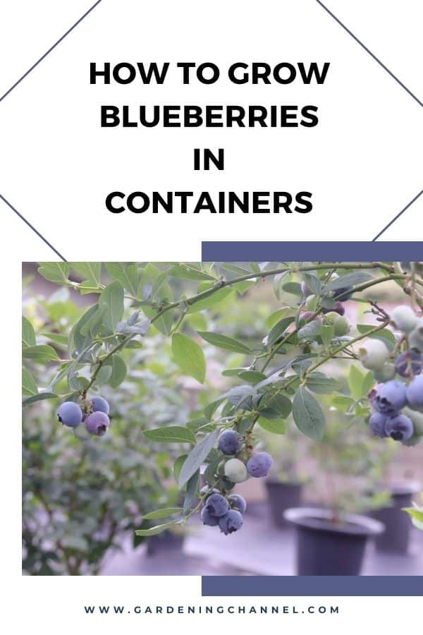 How To Grow Blueberries In Containers Gardening Channel How To Grow Blueberries In Containers Gardening Channel