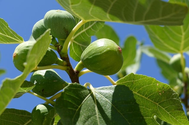 13 Fig Tree Varieties You Can Grow at Home - Gardening Channel