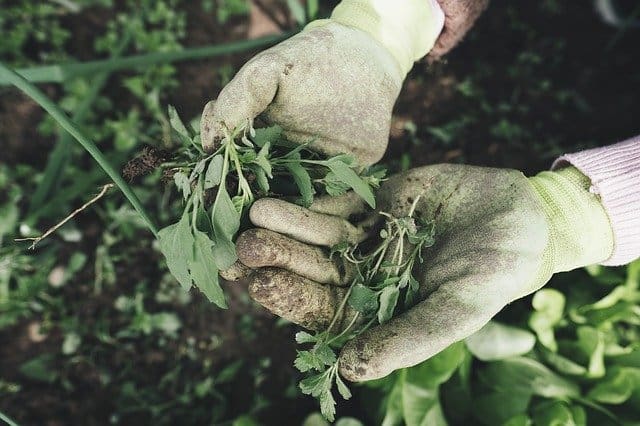 Hunt Risks Gardeining 8 Gardening Safety Tips — Don’t Get Hurt! - Gardening Channel