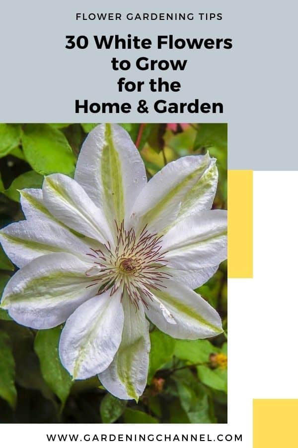 30 White Flowers To Grow For Your Home And Garden Gardening Channel