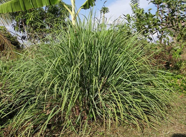 lemongrass plant care in india