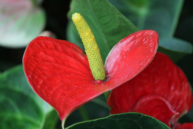 Beautiful LIVE Anthurium 'Red Heart' Starter Plant Flamingo Flower