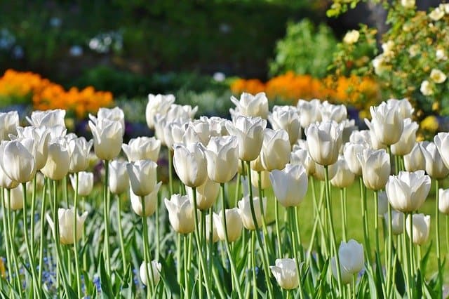 30 White Flowers To Grow For Your Home And Garden Gardening Channel