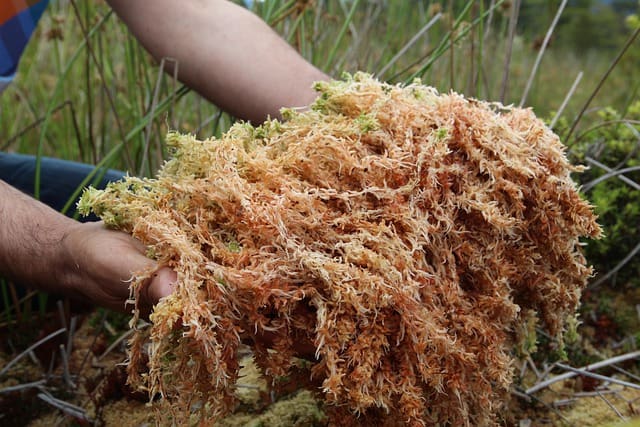 Sphagnum Moss, Sphagnum (living plant), Peat Moss (decayed plant