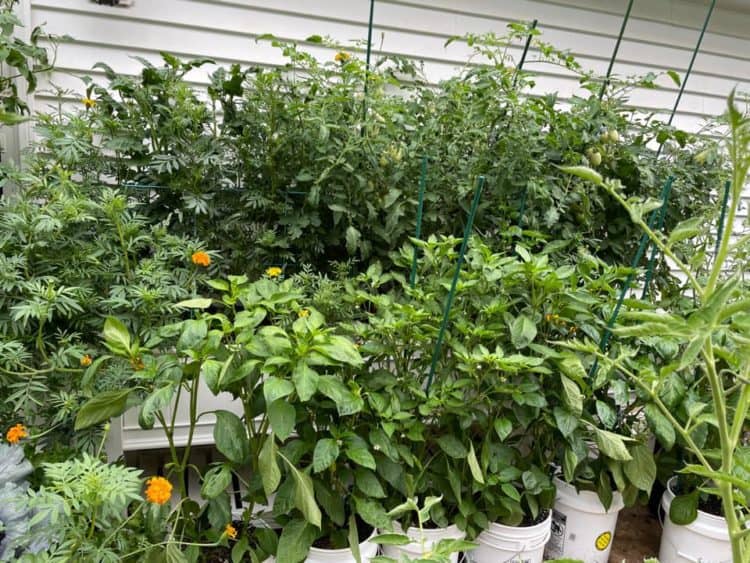 25 Vegetables You Can Grow in a Bucket Garden Gardening Channel