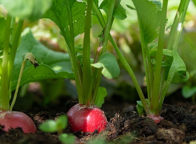 Image of Peas and radishes companion planting