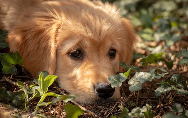 are pine chips bad for dogs